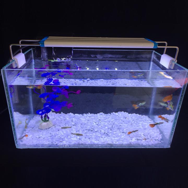 Nên chọn đèn LED dây trang trí bể cá như thế nào?