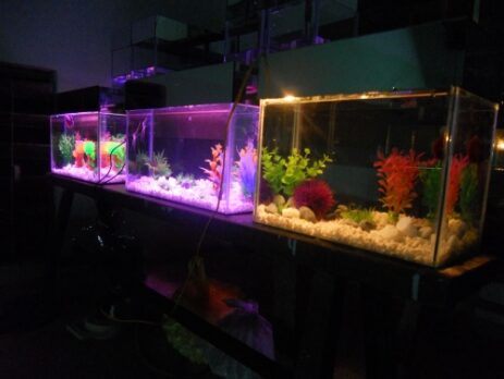 Đặc điểm của đèn LED trang trí hồ cá