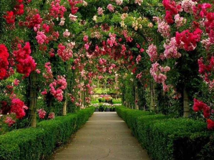 Trang trí sân vườn hoa hồng