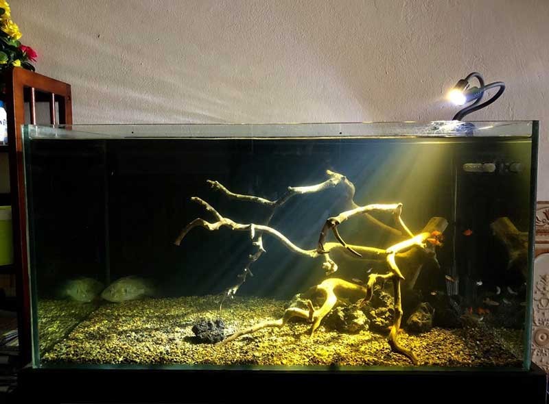 Lưu ý khi trang trí đèn cho hồ cá
