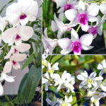 hoa dendro trắng