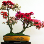 Top những cây hoa giấy bonsai đẹp nhất
