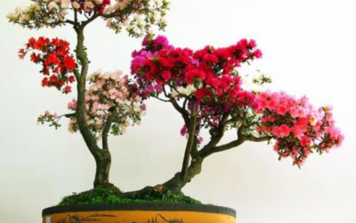 Top những cây hoa giấy bonsai đẹp nhất