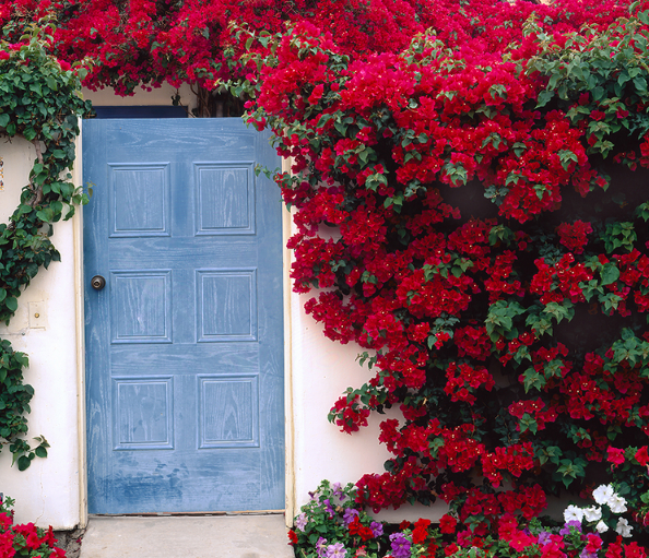 Hoa giấy đỏ rực rỡ cho sân vườn nhà bạn