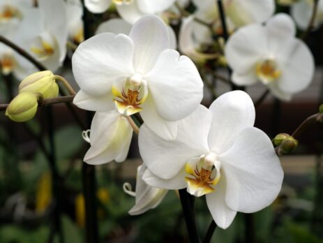 hoa lan trắng