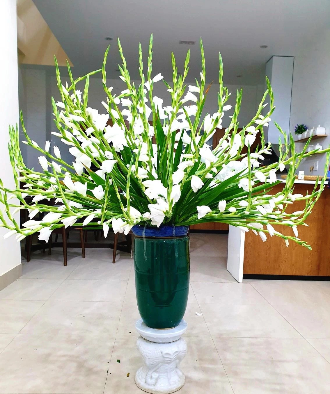 hoa lay ơn trắng