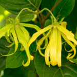 hoa ylang