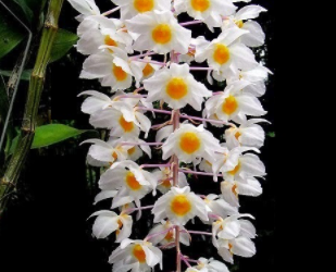 Khám khá 10 loại hoa lan đẹp nhất