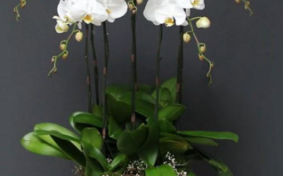 Phân loại hoa lan Việt Nam hiện nay