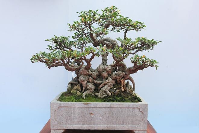 Cây bonsai đẹp