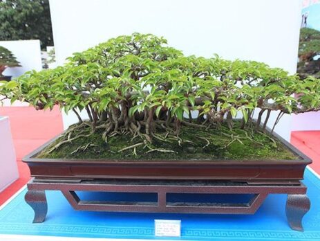 Cây cảnh bonsai