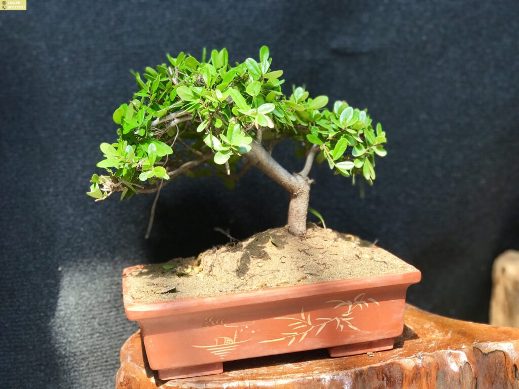 Cây cảnh hải châu mini - bonsai mini