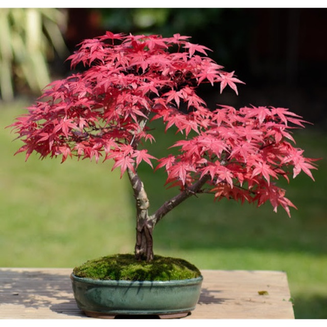 Cây phong lá đỏ Nhật Bản