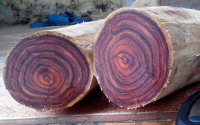 gỗ quý ở Việt Nam