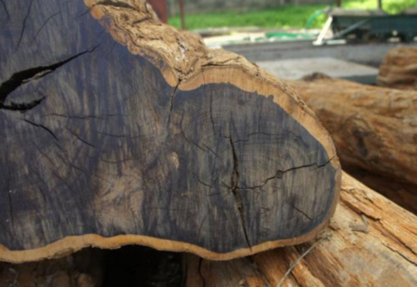 Tổng hợp kiến thức về cây gỗ trắc