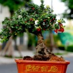 Cây cảnh hải châu - dáng bonsai thích mắt