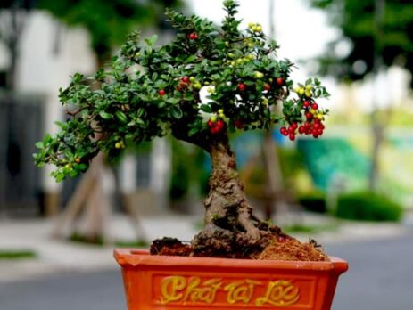 Cây cảnh hải châu - dáng bonsai thích mắt