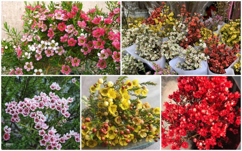 Hoa cây cảnh đẹp, cách chăm sóc hoa cây cảnh chuẩn phương pháp