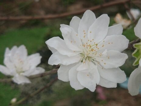 hoa đào trắng