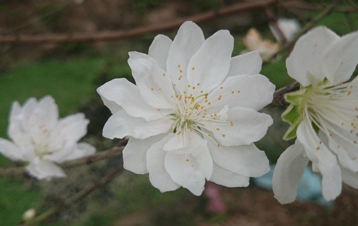 hoa đào trắng