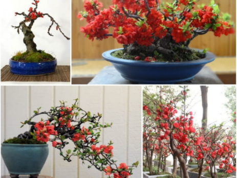 Giới thiệu hoa mai Nhật và một số mẫu hoa đẹp nhất trang trí sân vườn bạn nên biết