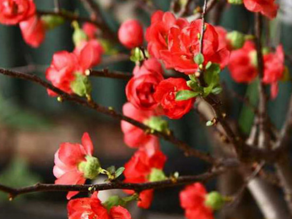 Giới thiệu hoa mai Nhật và một số mẫu hoa đẹp nhất trang trí sân vườn bạn nên biết