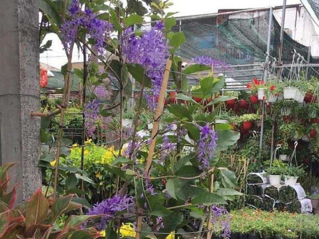 Tìm hiểu về loại hoa mai xanh Thái Lan tuyệt đẹp trong trang trí sân vườn hiện nay