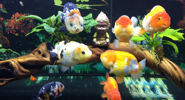 Tìm hiểu về hồ cá ranchu đẹp nhất để trang trí sân vườn không thể bỏ qua