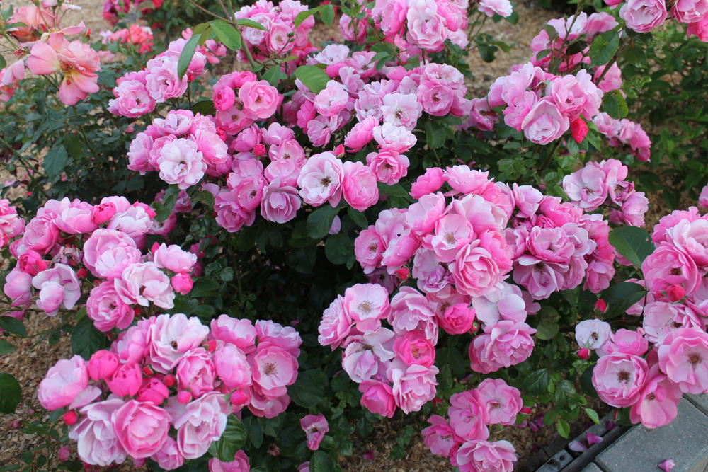 Hoa hồng leo ngoại tuyệt đẹp dễ trồng
