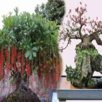 cây lộc vừng bonsai
