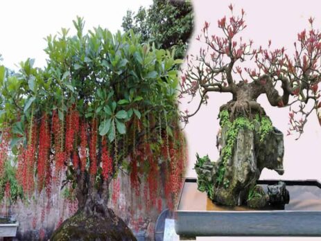 cây lộc vừng bonsai