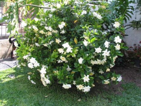Tìm hiểu về loại hoa sen đất và lợi ích đặc biệt của chúng khi trang trí sân vườn