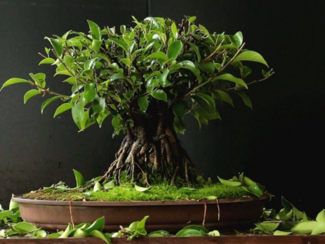 Giới thiệu top 10 cây sung bonsai đa dạng hình dáng tuyệt đẹp cho bạn lựa chọn