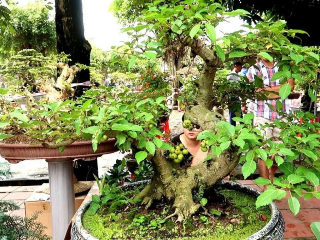 Tổng hợp 10 cây sung bonsai mini đẹp nhất nên chọn để trang trí sân vườn nhà bạn