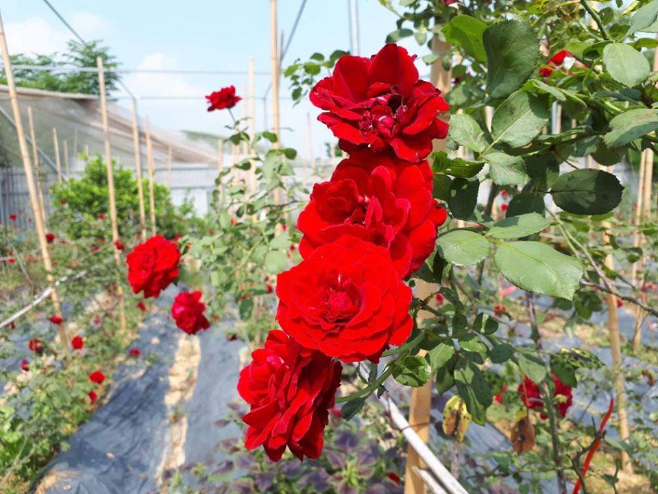 Chăm sóc hoa hồng leo Hải Phòng để có những bông hoa đẹp nhất 