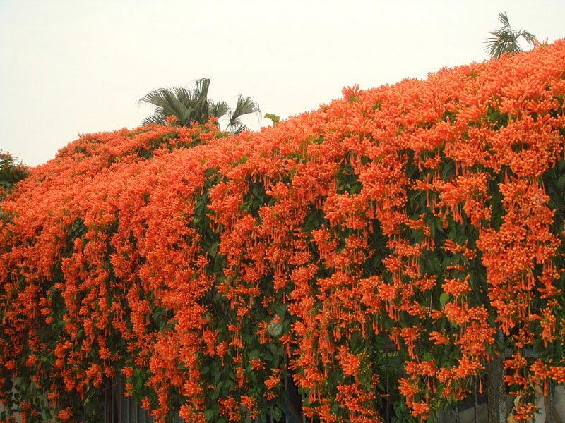 Hoa thiên lý đỏ hay còn được gọi với cái tên biểu trưng là hoa chùm ớt