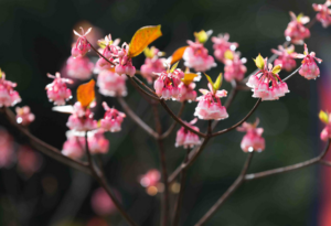 Tìm hiểu về loại hoa đào chuông nhỏ nhắn trang trí sân vườn tuyệt đẹp hiện nay