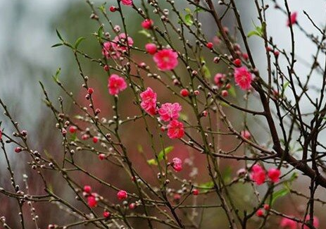 Giới thiệu về giống hoa đào phai có màu sắc nhẹ nhàng trang trí sân vườn hiện nay
