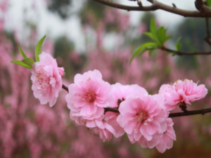 Giới thiệu về giống hoa đào phai có màu sắc nhẹ nhàng trang trí sân vườn hiện nay