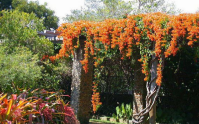 Giới thiệu về loại hoa chùm ớt dây leo độc lạ trang trí sân vườn thêm sinh động