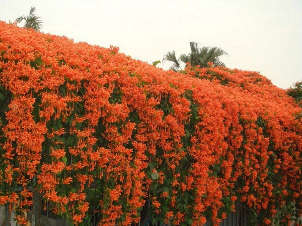 Giới thiệu về loại hoa chùm ớt dây leo độc lạ trang trí sân vườn thêm sinh động