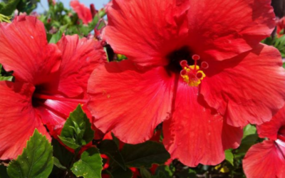 Tìm hiểu về dàn hoa dâm bụt đỏ rực một góc trời trang trí cho sân vườn thêm tươi