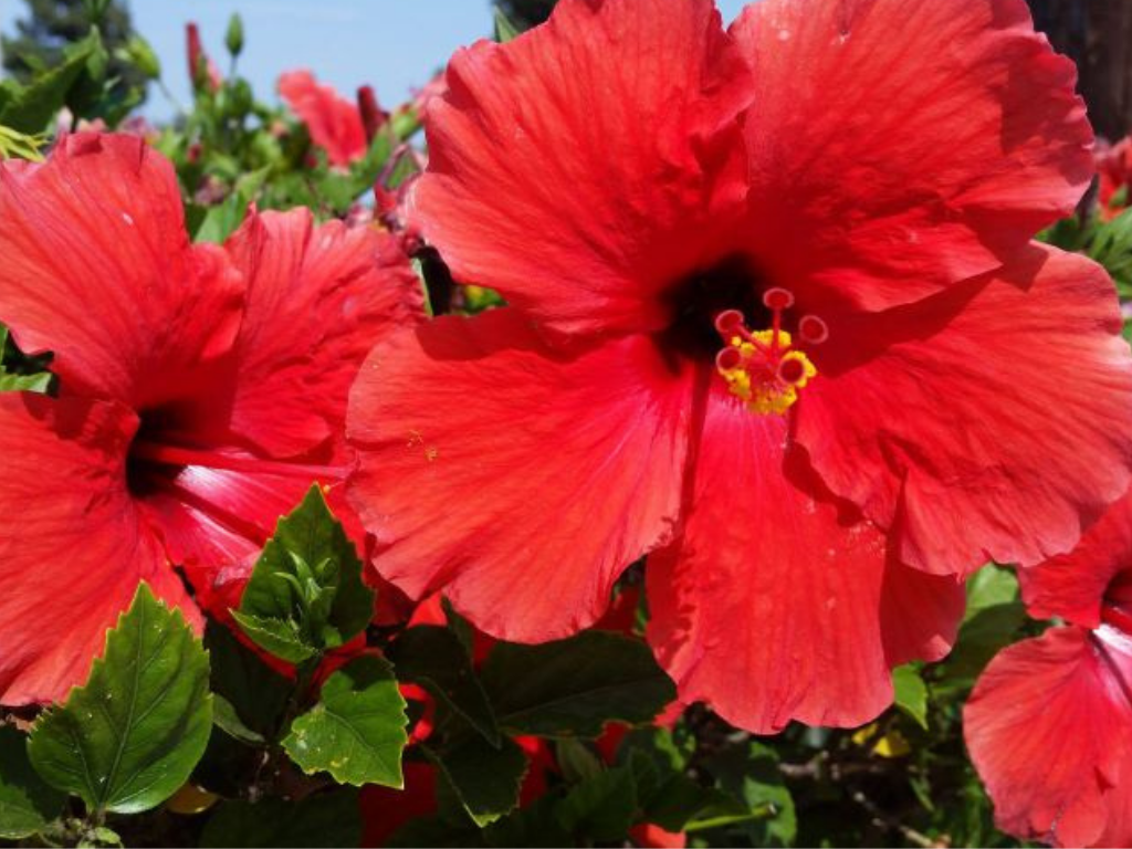 Tìm hiểu về dàn hoa dâm bụt đỏ rực một góc trời trang trí cho sân vườn thêm tươi