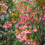 Tìm hiểu về loại hoa đào chuông nhỏ nhắn trang trí sân vườn tuyệt đẹp hiện nay