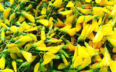 Giới thiệu loại hoa điên điển nổi tiếng ở vùng miền tây sông nước trang trí sân vườn