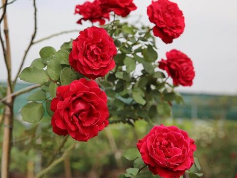 Hoa hồng leo Hải Phòng với sức hút khó cưỡng