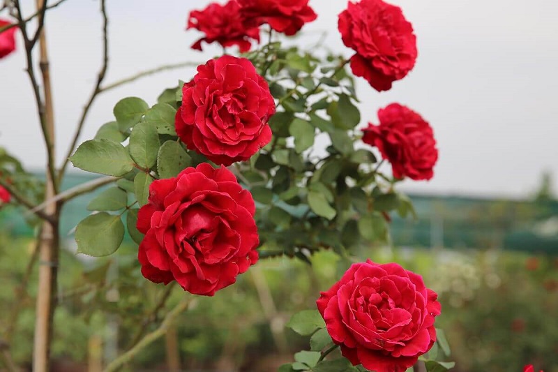 Hoa hồng leo Hải Phòng với sức hút khó cưỡng