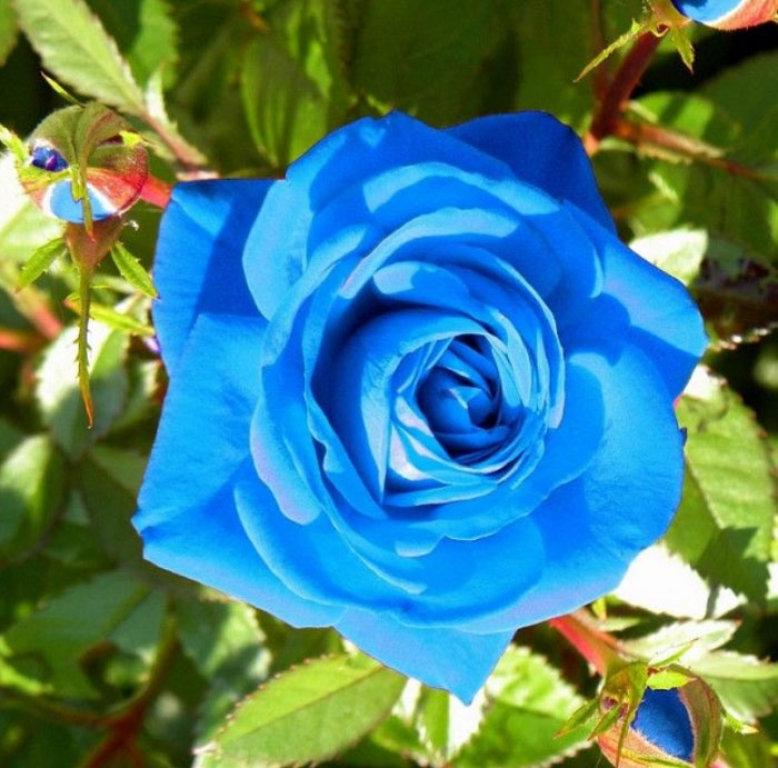 hoa hồng leo xanh