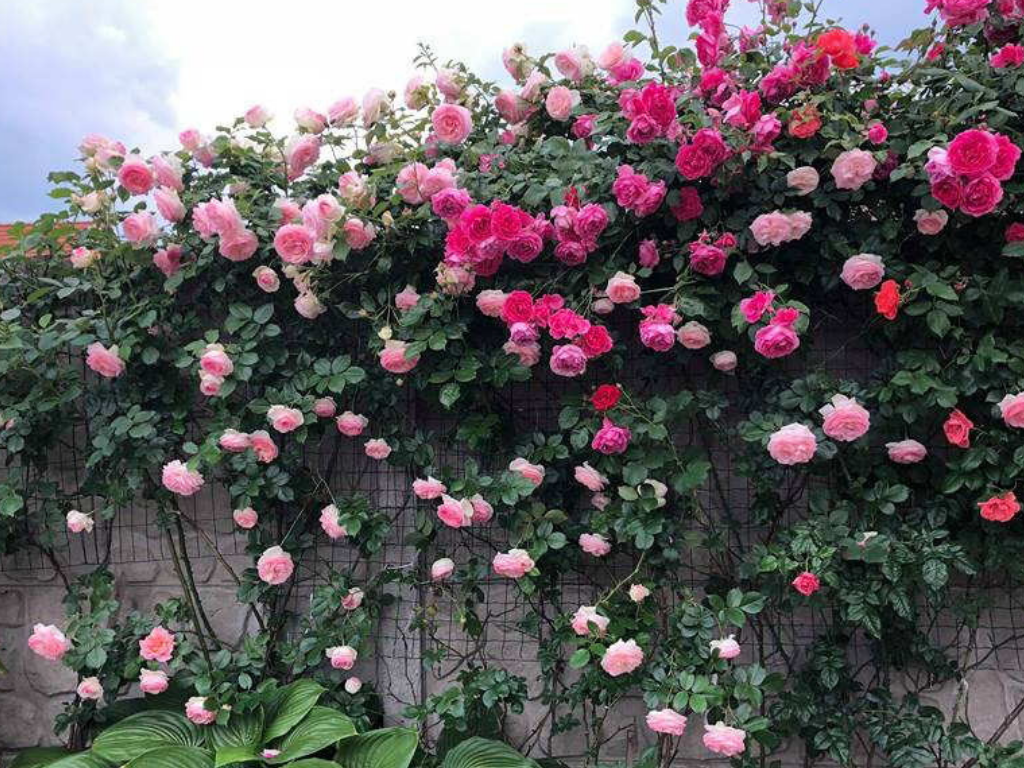 Tất tần tật kiến thức về hoa hồng leo giàn sang trọng và quý phái nhất cho sân vườn