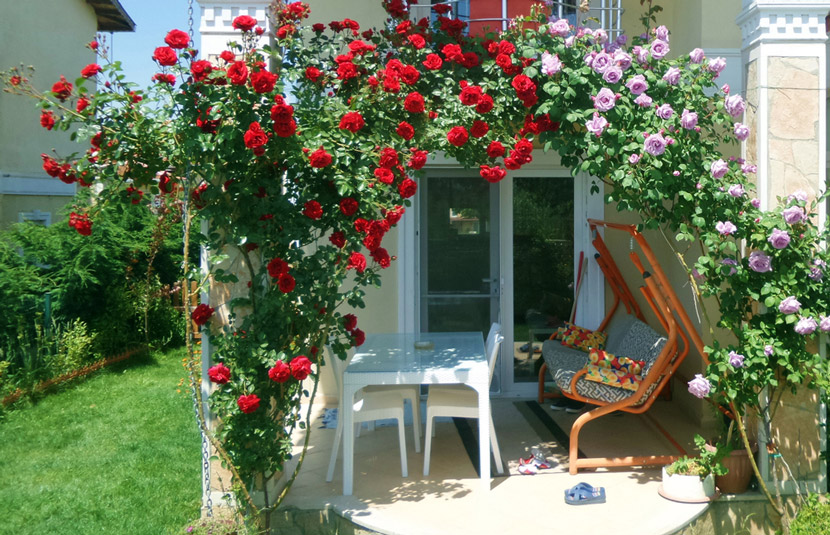 Hoa hồng leo Hải Phòng tạo thành vòm cổng tuyệt đẹp